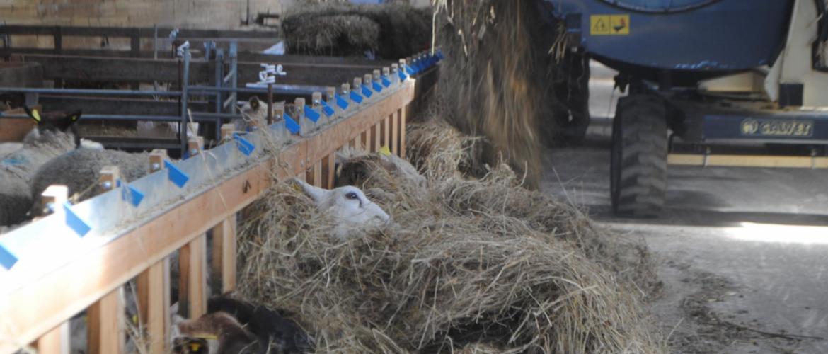 Une partie des enrubannages présente un taux de matière sèche insuffisant. Crédit photo : CIIRPO