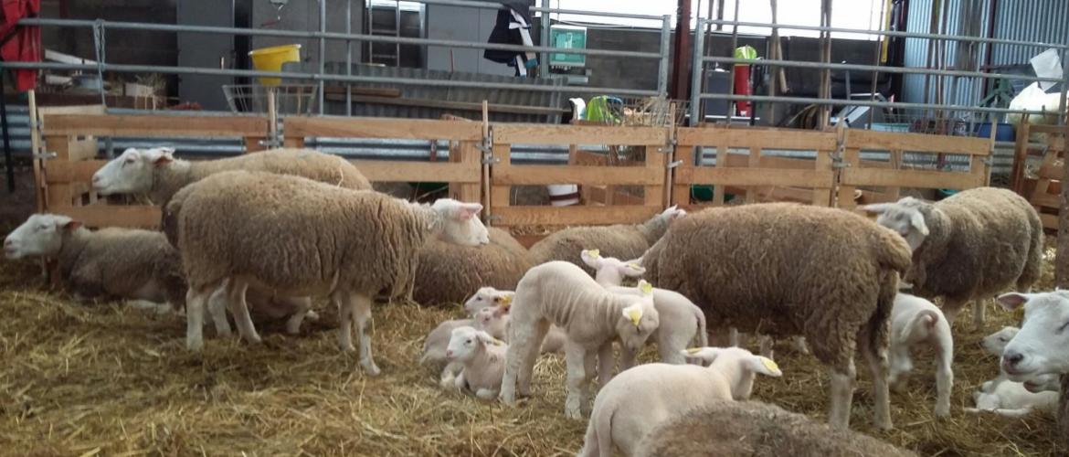 La pleurésie est la première cause de saisie. Crédit photo : CIIRPO