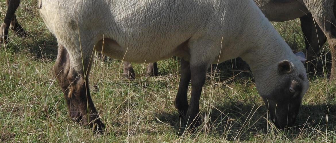 La suralimentation stimule la fertilité des brebis... maigres ! Crédit photo : CIIRPO