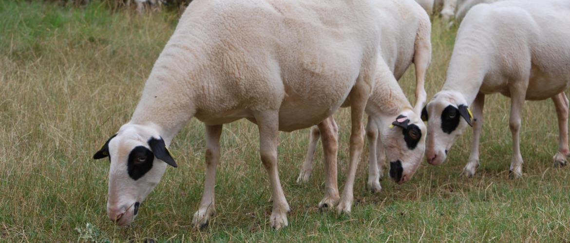 Pour être efficace, un traitement à la moxidectine nécessite des animaux en bon état. Crédit photo : CIIRPO