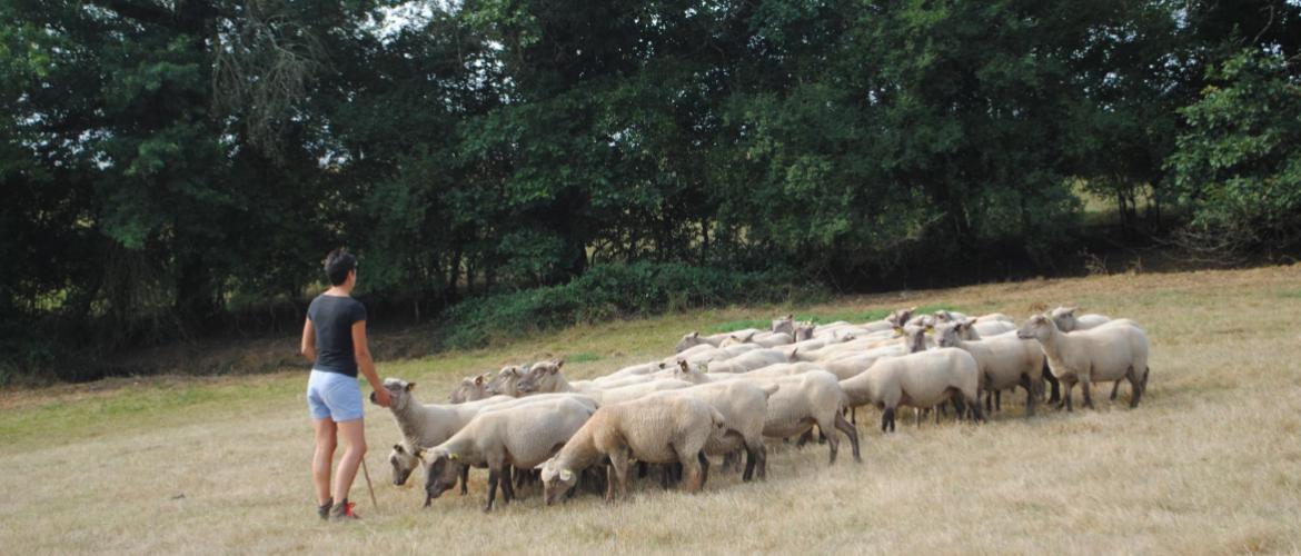 90 % des protéines consommées par les ovins viande ne le sont pas par l’homme. Crédit photo : CIIRPO