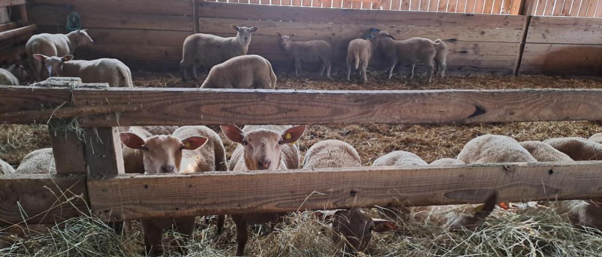 Reporter la vente des agneaux est possible avec la contrainte de la longueur d’auge. Crédit photo : CIIRPO