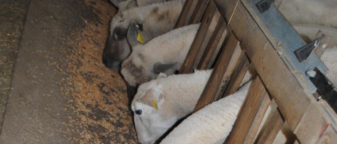 Les minéraux jouent un rôle sur la santé et la productivité du troupeau. Crédit photo : CIIRPO