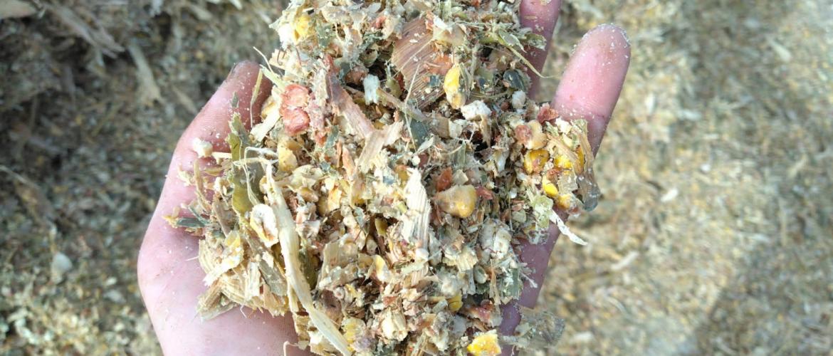 Le maïs épi, c’est d’abord du grain. Crédit photo : CIIRPO