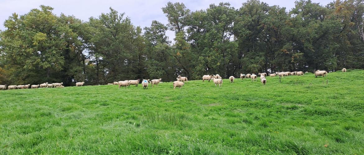 La valeur alimentaire des prairies permanentes en automne est équivalente à celle du début de printemps. Crédit photo : CIIRPO