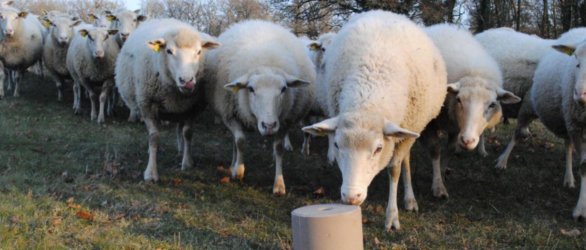 Photo semaine 45-2025 : Pour couvrir ses besoins, une brebis doit consommer 15 à 20 g par jour de pierre à lécher. Crédit photo : CP : CIIRPO