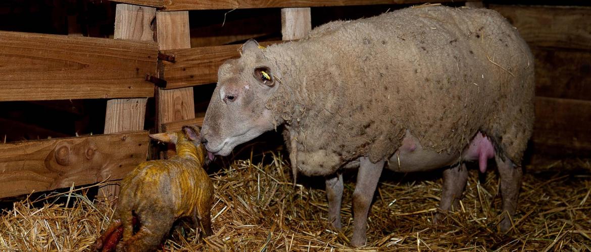L’agneau nait avec une petite réserve d’énergie. Crédit photo : CIIRPO