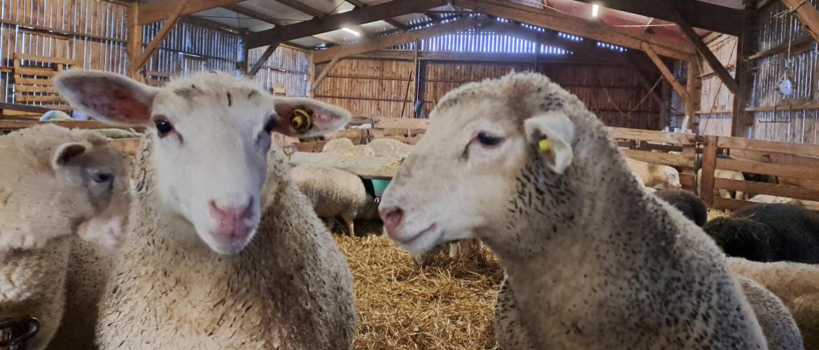 Aliment complet ou mélange fermier : chacun avec ses avantages et ses limites CP : CIIRPO