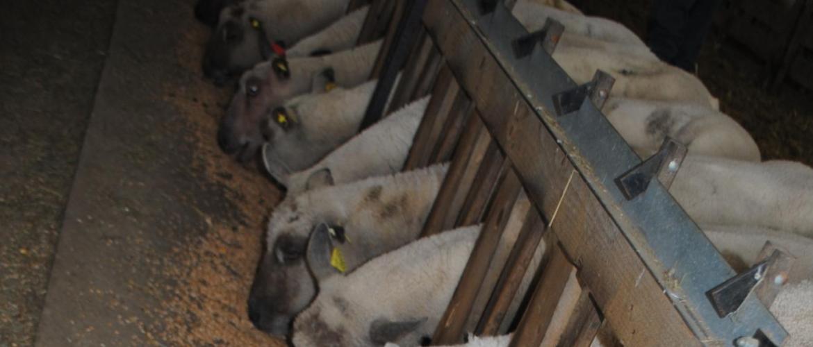 La distribution quotidienne d’un CMV suffisamment riche en sélénium en fin de gestation rétablit le statut des brebis. Crédit photo : Ciirpo