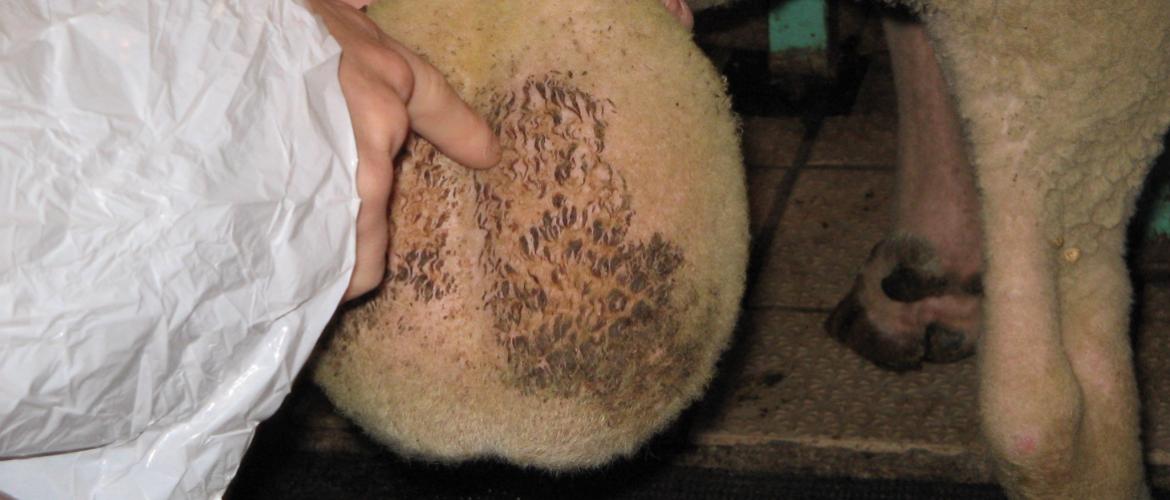 La grande majorité des béliers malades de la FCO semble avoir récupéré ses capacités de reproduction trois mois après la maladie. Crédit photo Ciirpo