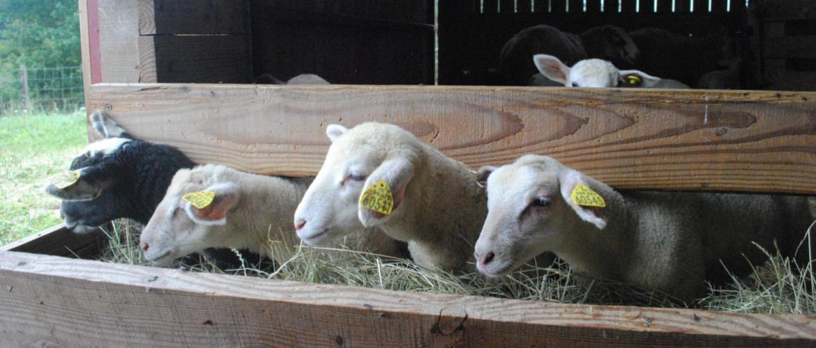 Entre foin de graminées de première coupe et paille, on choisira le moins cher. Crédit photo CIIRPO Entre foin de graminées de première coupe et paille, on choisira le moins cher. Crédit photo CIIRPO