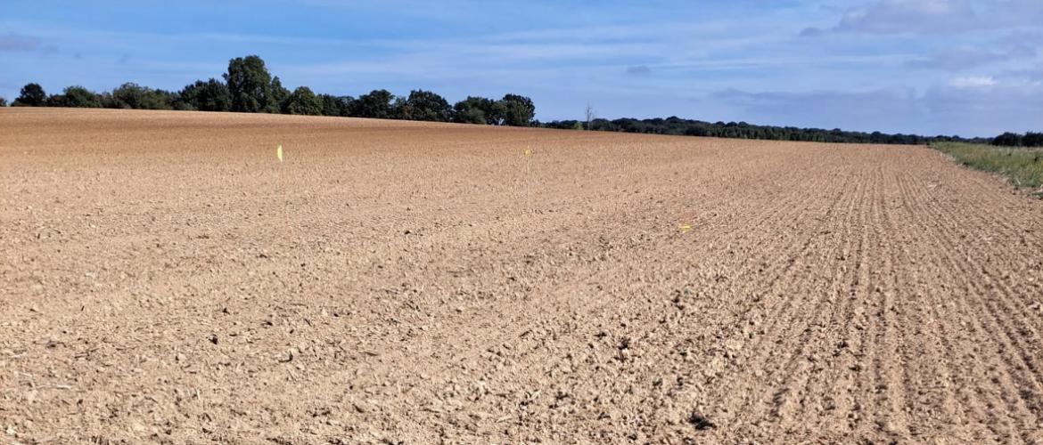 Ce début d'automne encore très sec n'est pas favorable au développement des colzas ni aux semis de céréales d'hiver. Crédit photo : Emeric Courbet/CA70