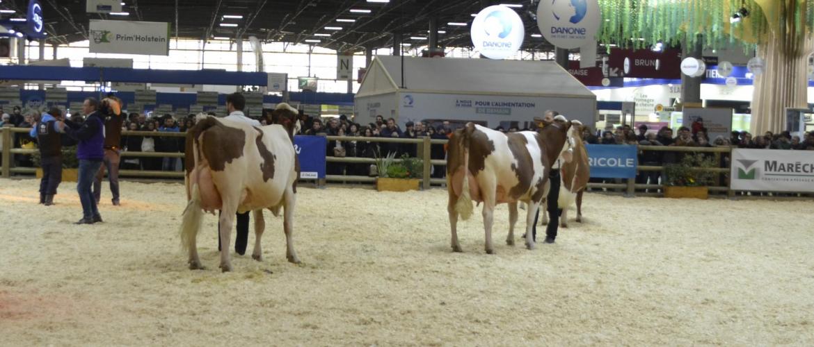 47 montbéliardes, dont 7 haut-saônoises, seront en lice cette année pour le concours général agricole. Crédit photo : A.Coronel