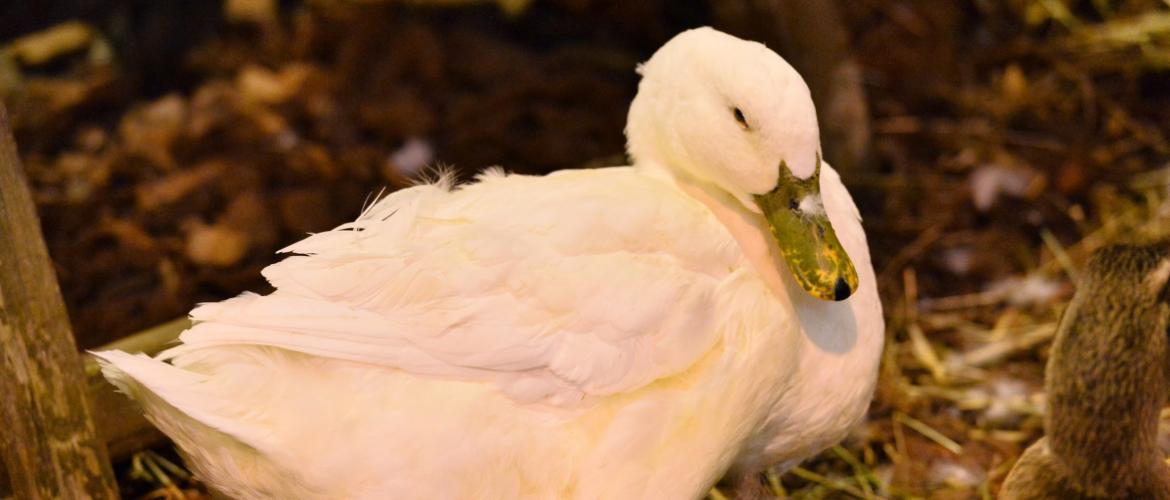 La grippe aviaire est hautement contagieuse chez les volailles. Crédit photo : AP Fouchard