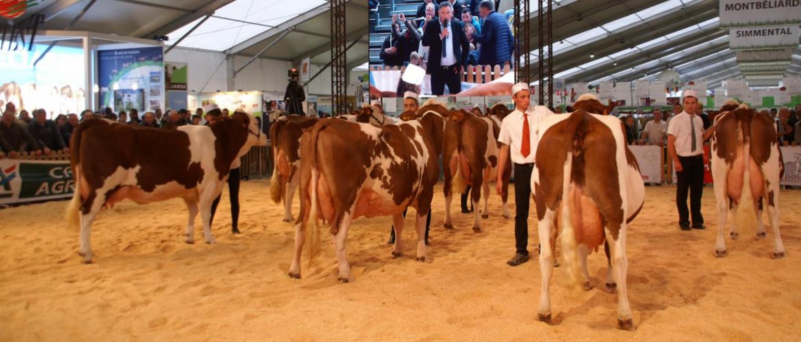 Le contexte sanitaire (FCO, MHE et DNC) pèse lourdement sur l'organisation des rassemblements d'animaux. Crédit photo : A. Coronel