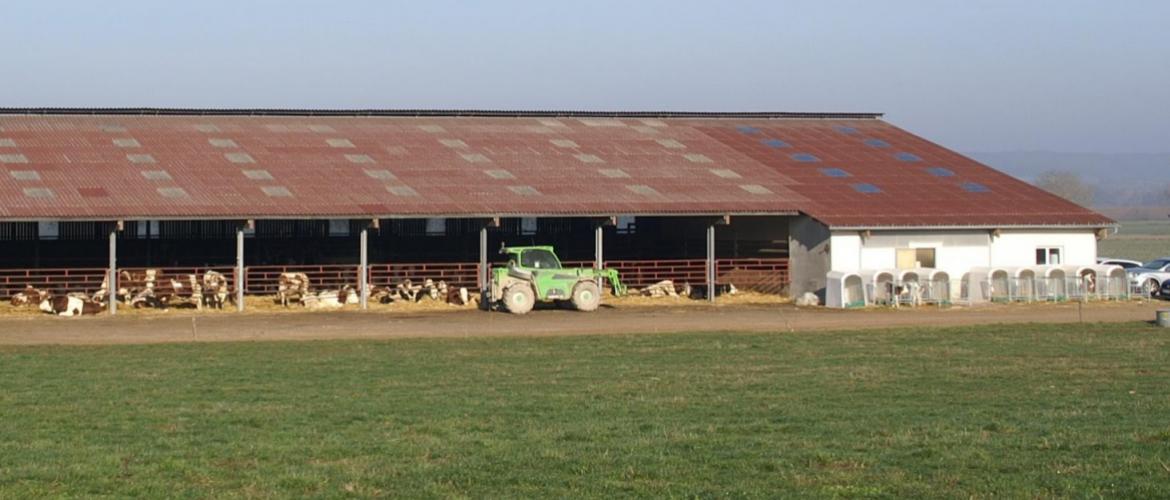 Les éleveurs et leurs filières craignent une vague de DNC, avec de lourdes conséquences économiques pour les élevages et le commerce d'animaux vivants. Crédit photo : AC