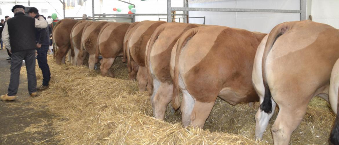 Le concours des animaux de boucherie est un incontournable de la Foire de la Sainte Catherine. Crédit photo : A.Coronel