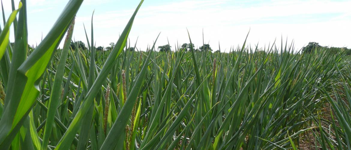 L’enroulement de la feuille est une réaction physiologique de réponse à un stress hydrique et/ou thermique. Si celui-ci ne se prolonge pas trop longtemps, elle est réversible.