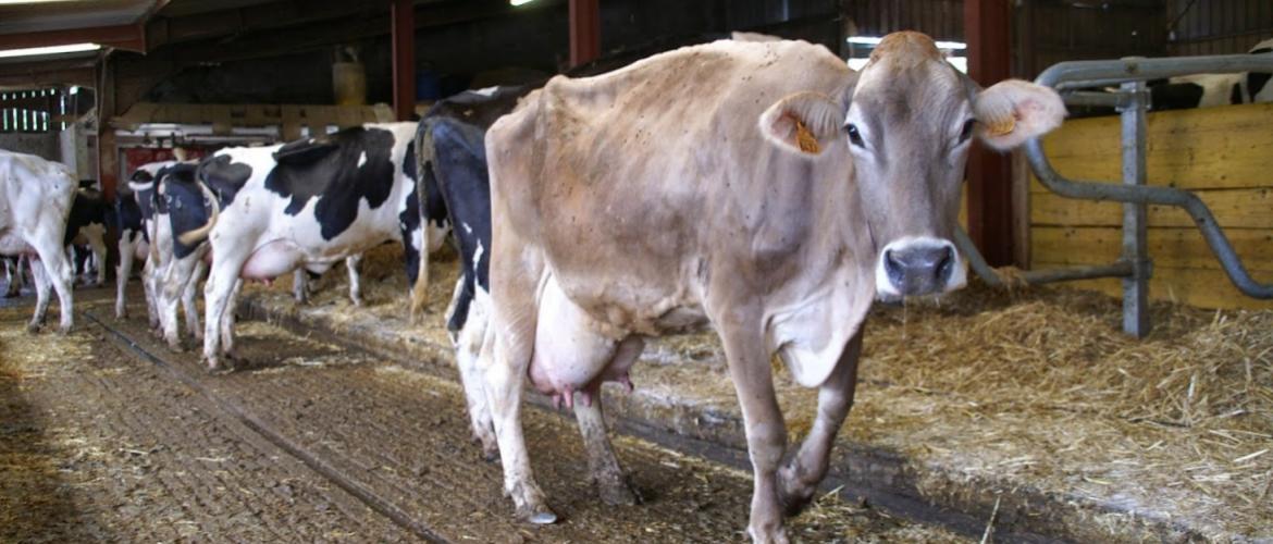 En période de forte chaleur, les vaches laitières limitent leurs déplacements : il faut veiller au bon confort et à la disponibilité des couchages. Crédit photo : AC