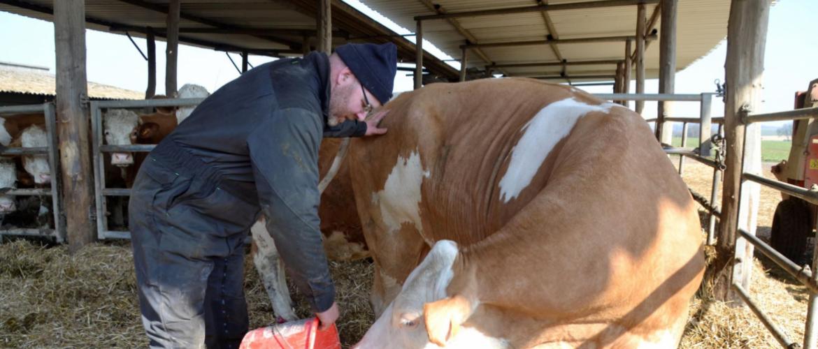 Thomas Humbert apprécie la facilité de conduite d’élevage de la simmental. Crédit photo : A.Coronel