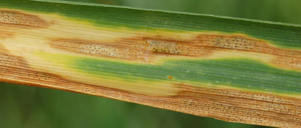 Des tâches marron caractéristiques, ponctuées de petits points noirs appelés pycnides