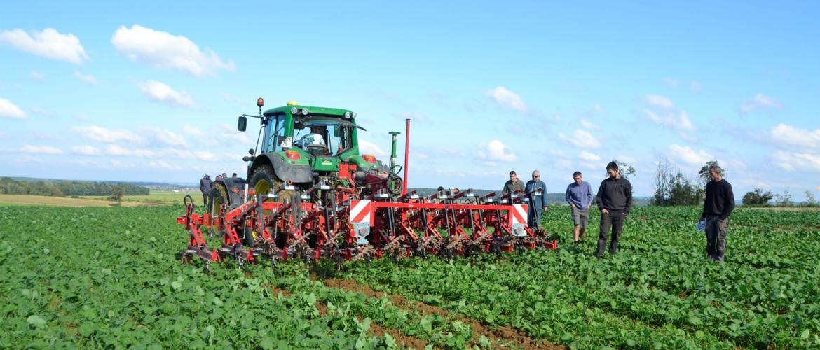 Le binage de l’inter-rang d’une culture de colza permet de limiter l’utilisation d’herbicides.