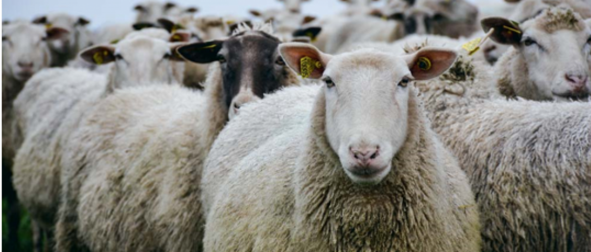 Les éleveurs ovins et caprins sont invités à faire leur demande d'aides pour 2023 avant le 31 janvier.