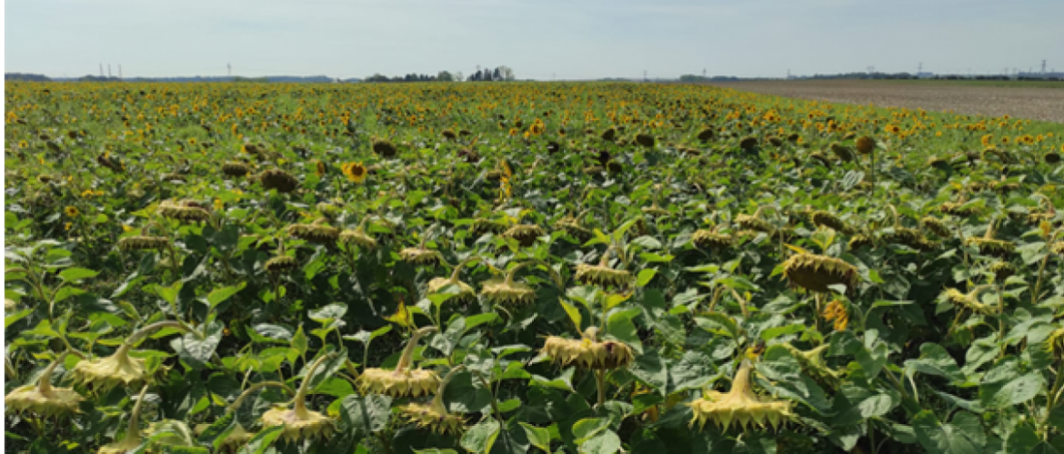 Les potentiels de rendement sont plus élevés qu’escomptés. Crédit photo : Terres inovia