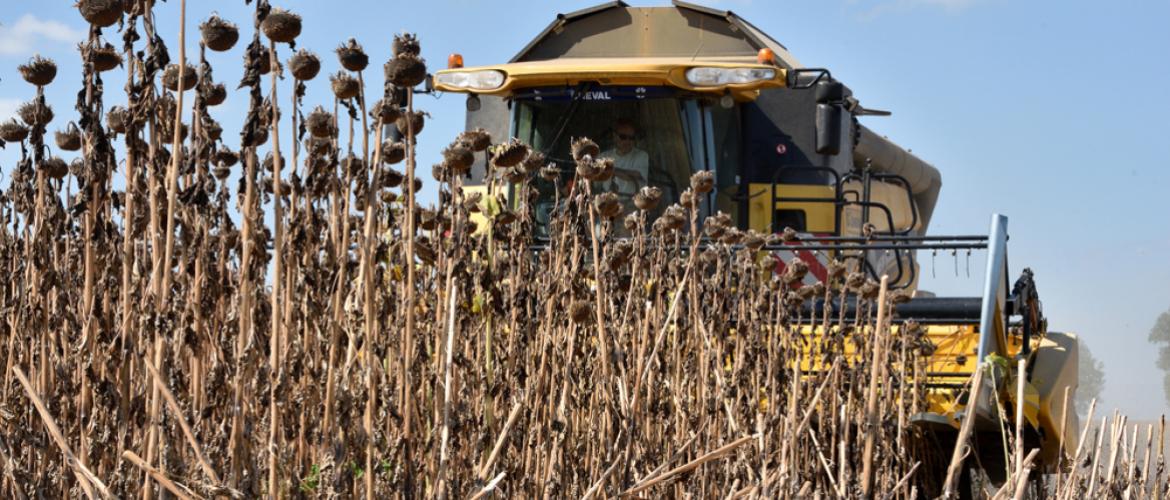 Quand le dos du capitule vire du jaune au brun et que les feuilles de la base et du milieu de la tige sont sèches, le tournesol est mûr. Crédit photo : Laurent Jung/Terres inovia