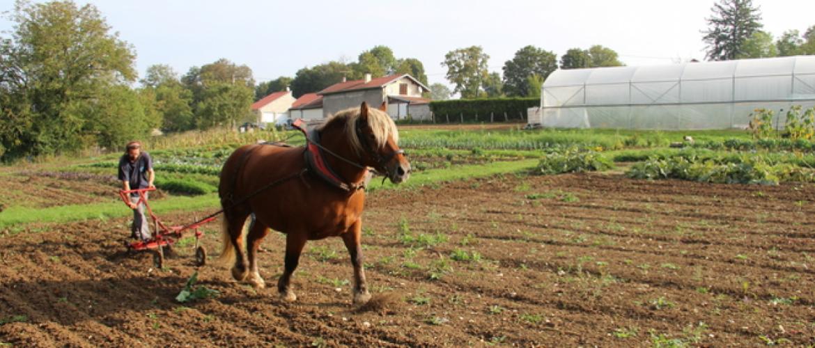 Travail du sol en traction animale : une adaptation des pratiques porteuse de sens et d'image... Crédit photo : Paul Voirgard.