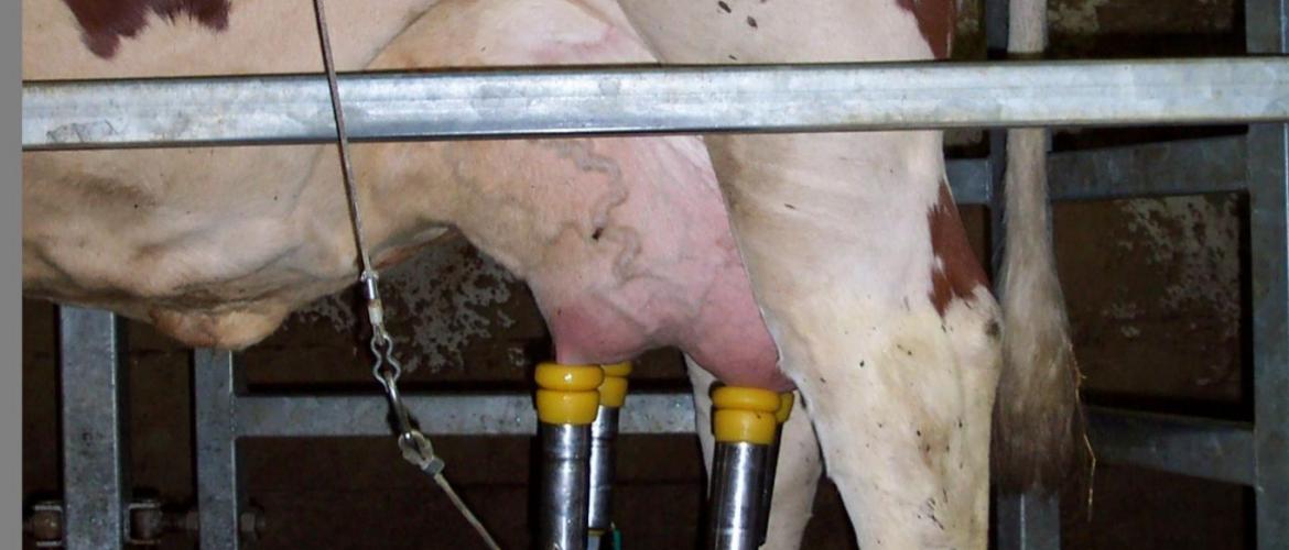 L’hygiène de traite reste de mise pour éviter de détériorer la qualité sanitaire du lait.