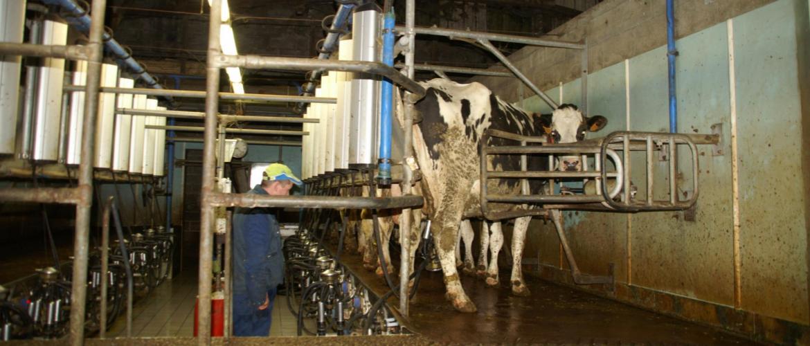 L'ergonomie du poste de travail du trayeur a des conséquences en termes de pénibilité et d'acceptabilité de cette astreinte. Crédit photo : AC