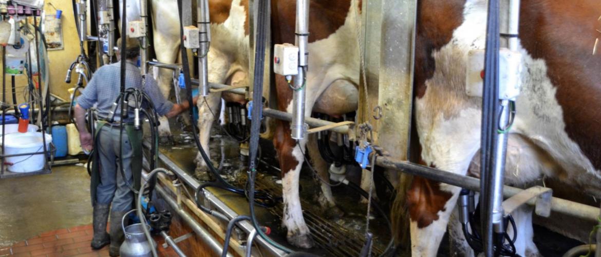 Les pratiques d’hygiène de traite permettent de limiter la dégradation sanitaire du lait produit en été. Crédit photo : AC