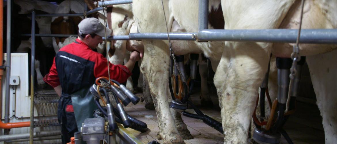 La filière laitière française connaît une baisse brutale et sans précédent du nombre d'actifs... Crédit photo : A.Coronel
