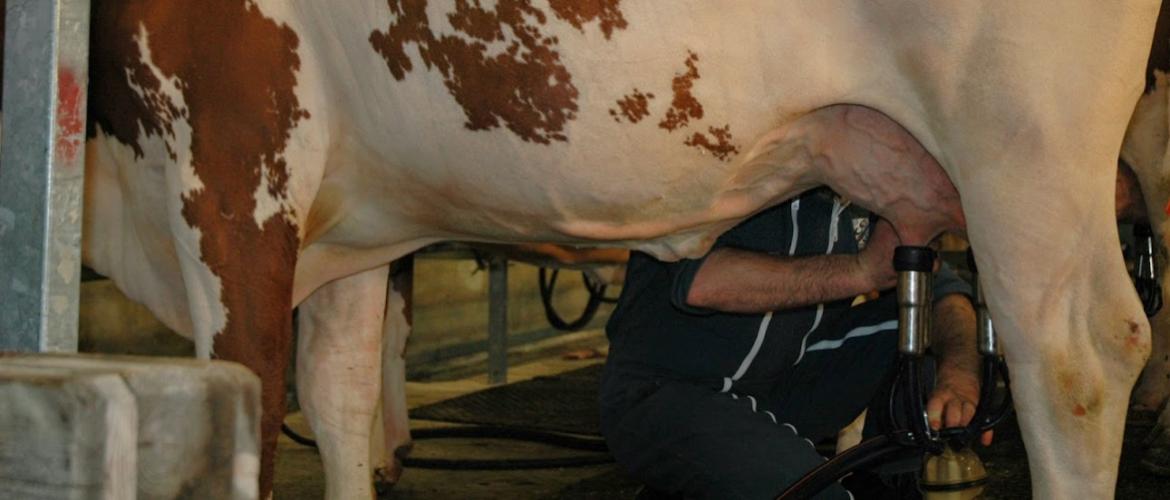 Chaque année, le réseau d’élevage bovin lait analyse les grandes tendances structurelles qui influent sur le revenu des élevages laitiers de la région.