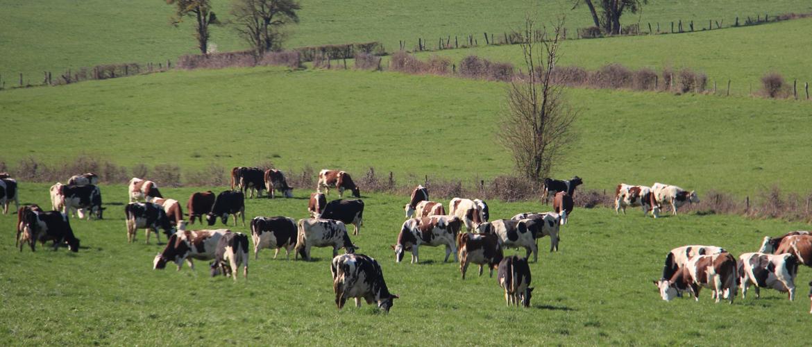 Les températures clémentes de ce début avril sont favorable à la pousse de l’herbe. Crédit photo : A.Coronel