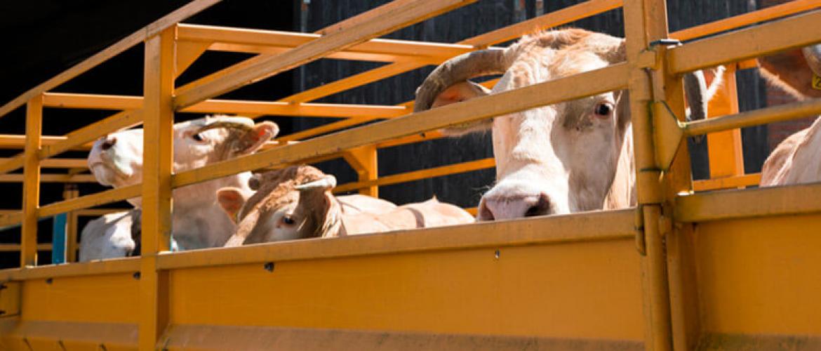 Les demandes de laissez-passer sanitaire (sous conditions) peuvent se faire uniquement au sein d'une même exploitation, pour des motifs de bien-être animal