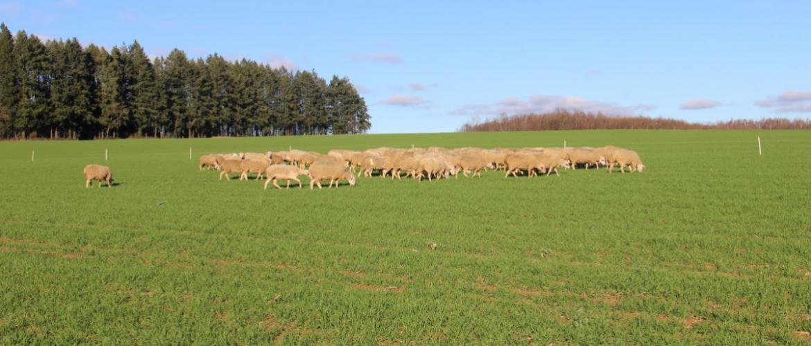 Les brebis de la ferme pédagogique du lycée agricole sont de sortie ! Pour un essai de déprimage ovin dans une parcelle de blé d'hiver. Crédit photo : A.Coronel