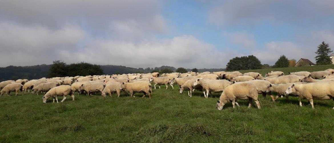 Si les brebis sont alimentées à l’herbe, la lactation peut se poursuivre au-delà de 70-80 jours, le coût de la ration étant de l’ordre de 8 centimes par brebis et par jour. Crédit photo : CIIRPO