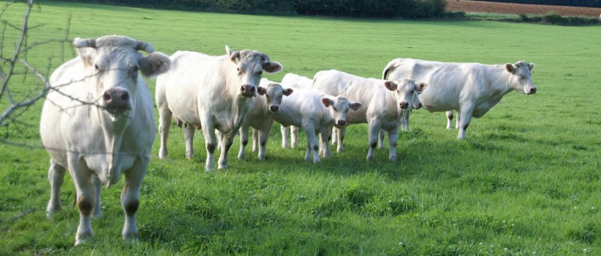Moins dépendants des achats d’engrais et de carburants, les élevages allaitants ont bénéficié de la hausse des cours de la viande en 2023.