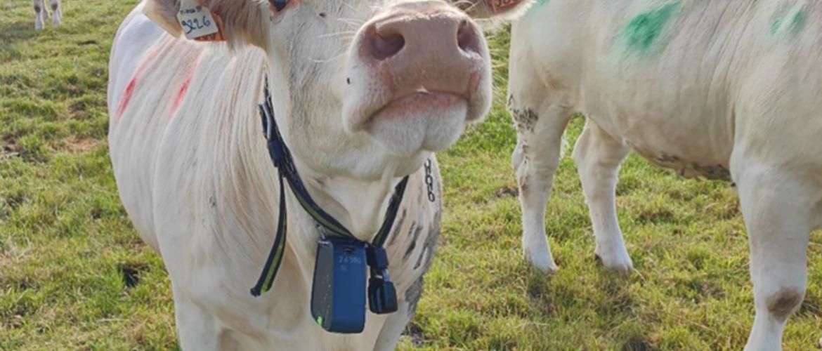 La clôture virtuelle repose sur des colliers munis d’un boîtier de positionnement GPS, dont le coût est encore trop élevé pour des applications concrètes en élevage. Crédit photo : Arvalis