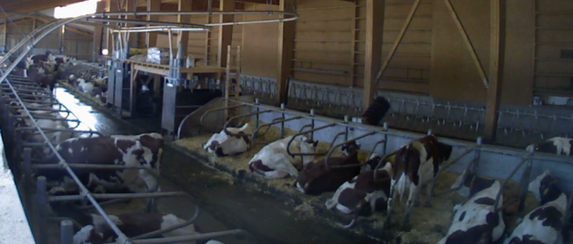 Image issue d'une capture par la caméra, sur la zone de couchage des vaches. Crédit photo : EvaJura