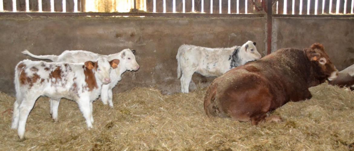 La vente des veaux laitiers à des élevages allaitants avant le sevrage, avec les nourrices, est une piste envisagée pour mieux les valoriser. Crédit photo : AC