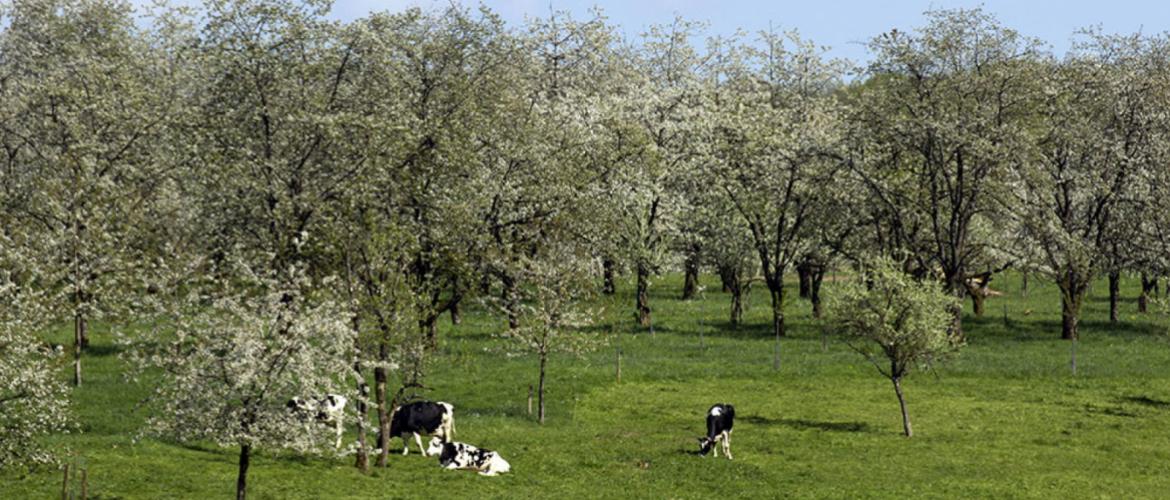 Les producteurs de cerises à kirsch du pays fougerollais organisent une visite du verger en fleurs cette année.