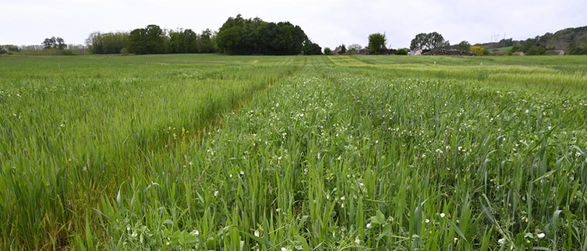 La conduite des protéagineux en association avec des céréales permet de sécuriser leur rendement face aux aléas climatiques. Crédit photo : Terre Inovia