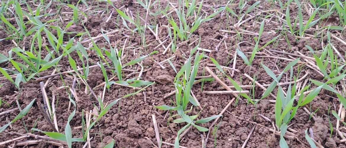 Vulpins levés en masse dans une orge. Crédit photo : E.Courbet (CA70)
