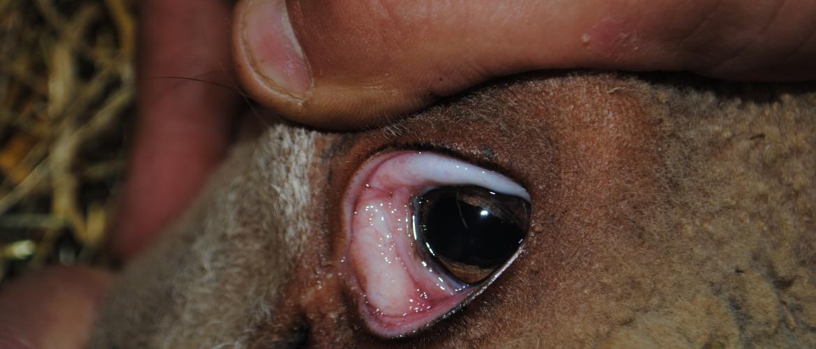 Une muqueuse rosée n’est pas un signe de mauvaise santé. Crédit photo : CIIRPO Une muqueuse rosée n’est pas un signe de mauvaise santé. Crédit photo : CIIRPO